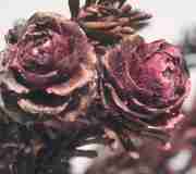 rosas-secas