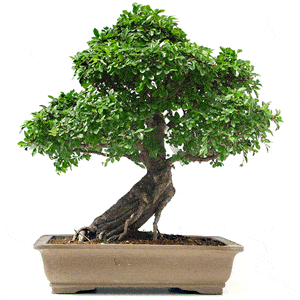 Cómo alambrar un bonsái