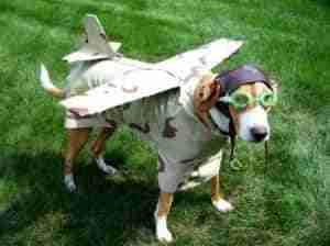 avion