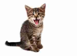 cat miaowing