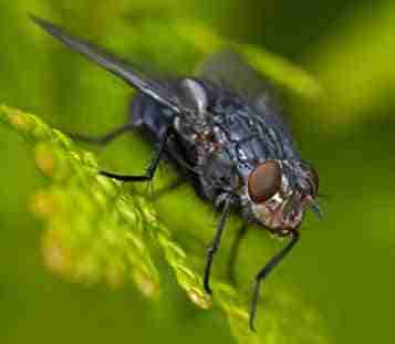 moscas atrapa insectos