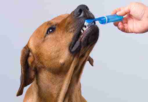 cepillar dientes al perro