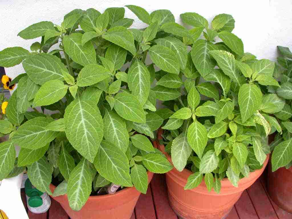 Las mejores plantas medicinales para cultivar en tu casa
