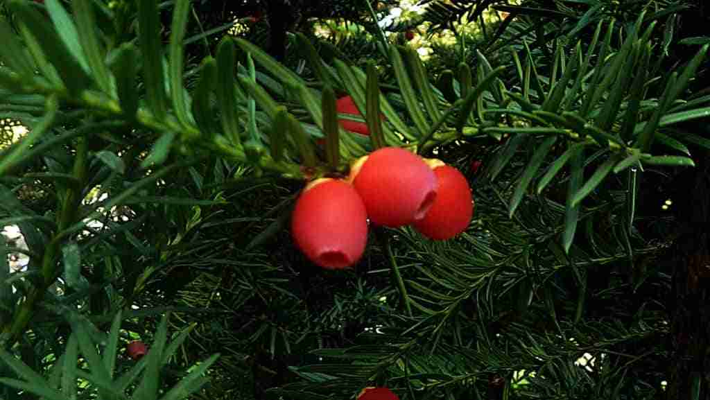 envenenamiento o intoxicacion